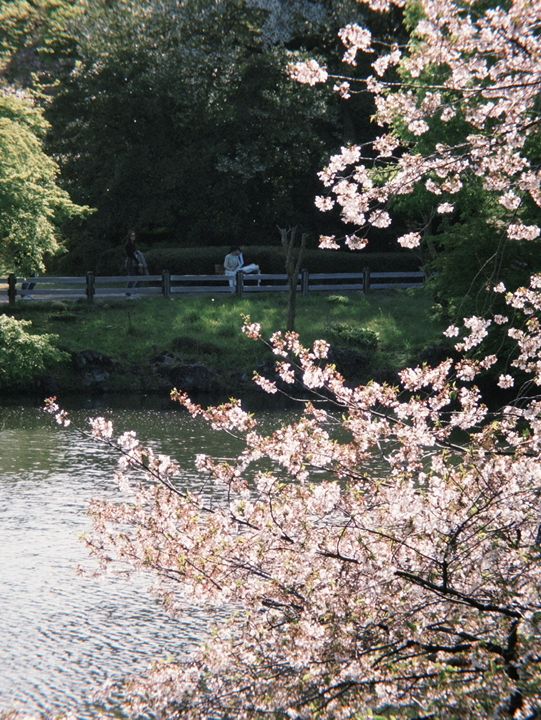 東京 新宿御苑 賞櫻好方便 🌸