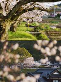 Takeo Onsen (武雄温泉) – A Hidden Cherry Blossom Paradise 🌸