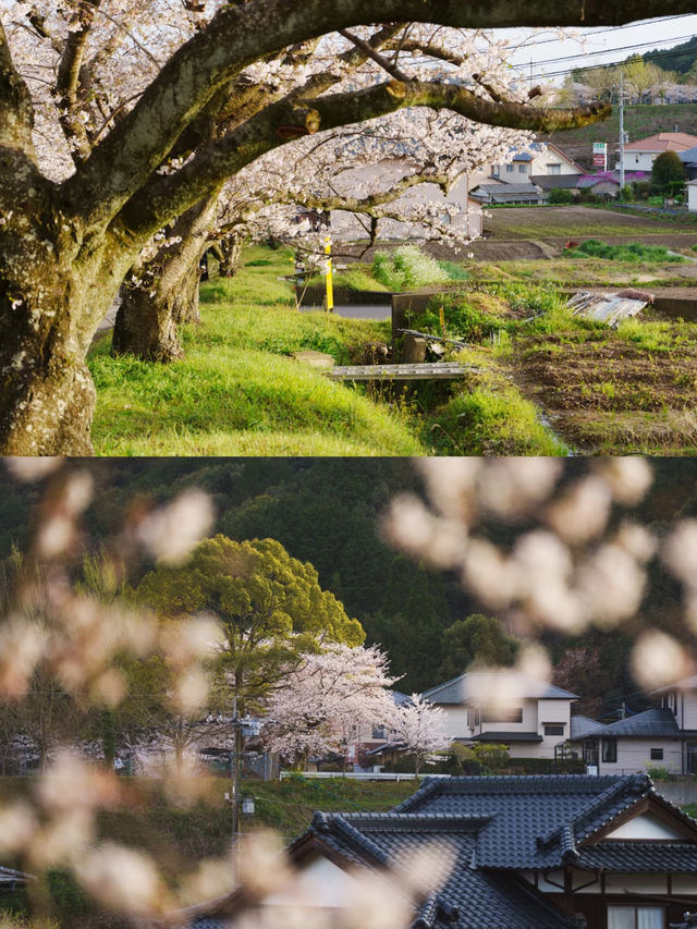 Takeo Onsen (武雄温泉) – A Hidden Cherry Blossom Paradise 🌸