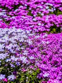 🌸 今がまさに見頃！國田家の芝桜で春を満喫 🌸