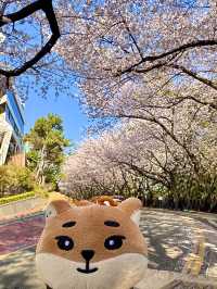 釜山賞櫻之旅
