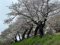 Spring, Unhurried: Blossoms of Hokkaido