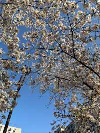 Fengchuang Road Cherry Blossoms-Nanjing’s Secret Urban Sakura Boulevard