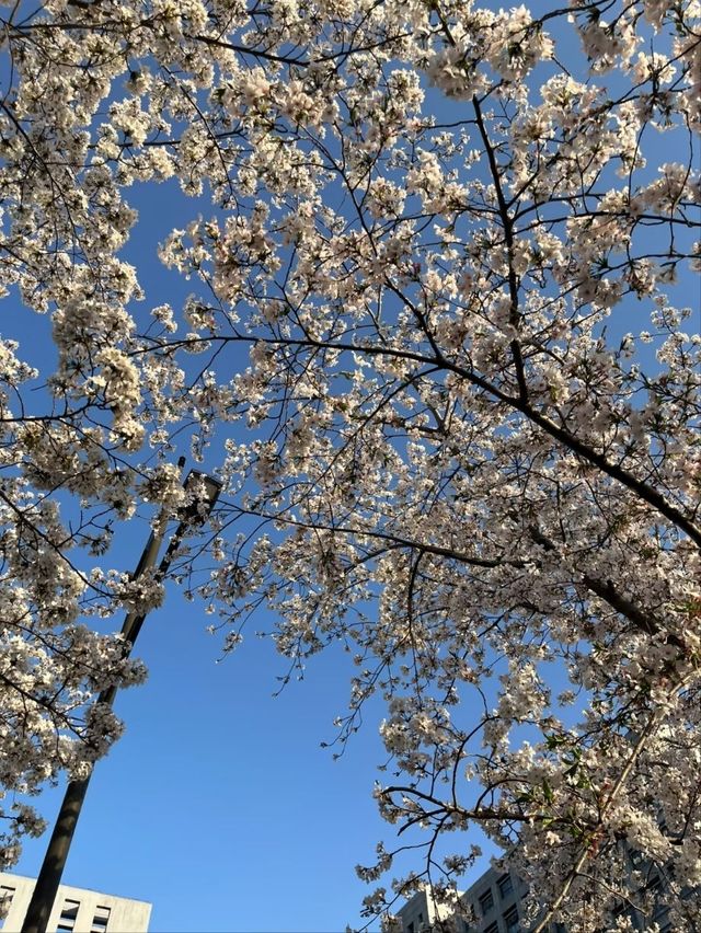 Fengchuang Road Cherry Blossoms-Nanjing’s Secret Urban Sakura Boulevard