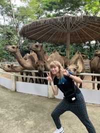 好玩程度破表！曼谷 Safari World 是我心中 No.1 的動物園