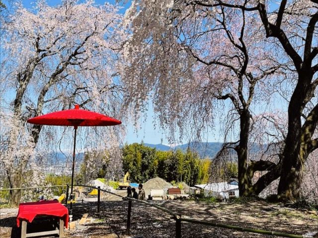 法華原華庭園，高達10公尺的巨大身延垂枝櫻