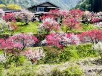 【長野県・花桃の里】まさに桃源郷