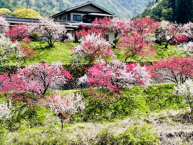 【長野県・花桃の里】まさに桃源郷