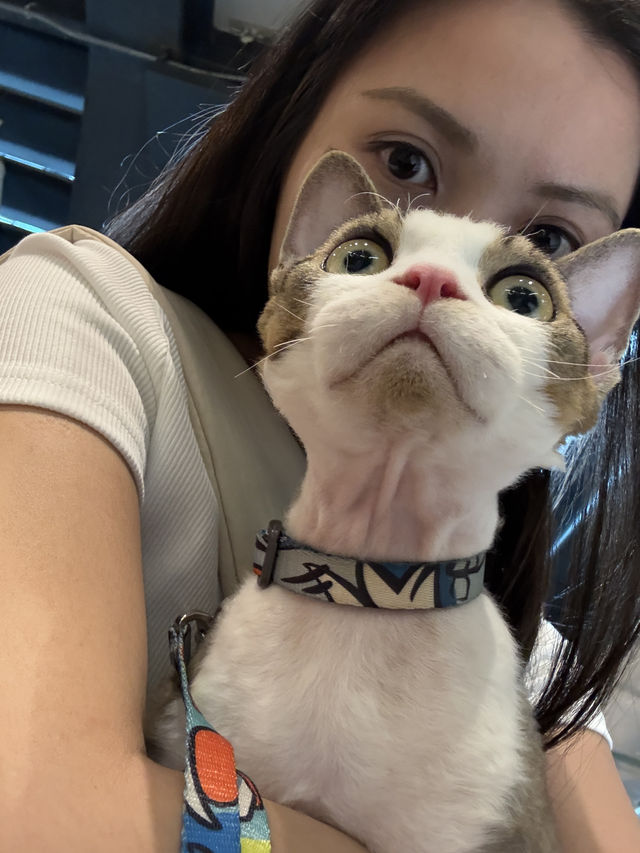 藝術🎨視覺與味覺享受既寵物友善餐廳🍴🐱🐶😍