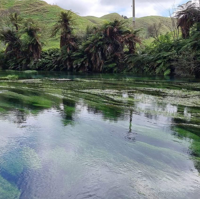 A Hidden Gem That Lives Up to the Hype – Blue Spring Magic