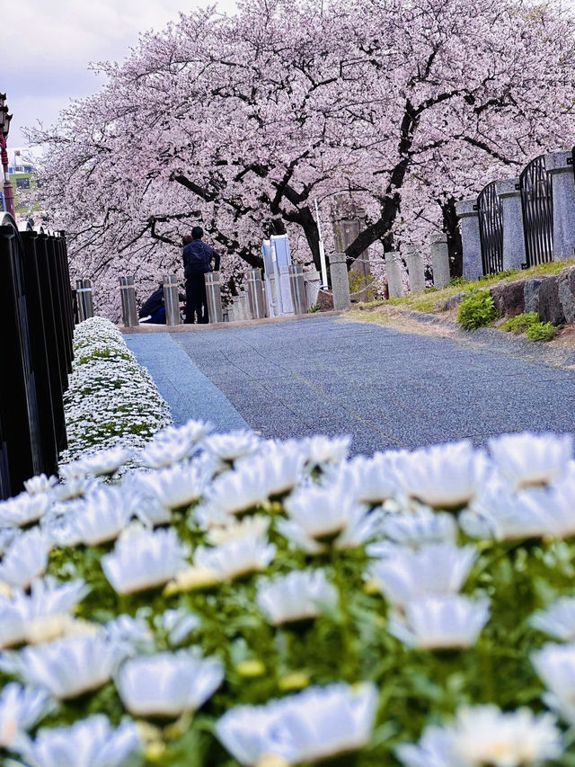 Riverside Reverie: A Sakura Stroll Through Fukuoka's Urban Oasis