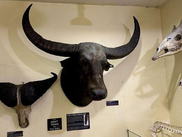 Booth Museum of Natural History