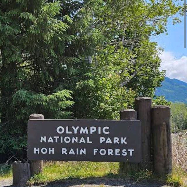 Hoh Rainforest – Olympic National Park, WA