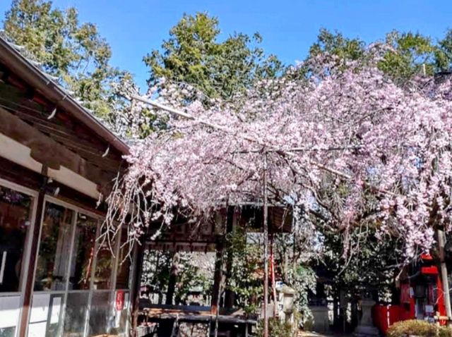 水火天滿宮，人少景美的京都櫻百景穴場