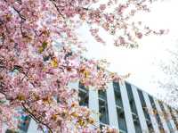 “The Scholar’s Garden: Hokkaido University in Bloom” 