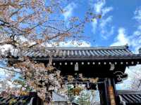 內行人才知道的京都賞櫻景店---本滿寺
