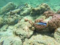 【セブ島・アイランドホッピング】  エメラルドの海をボートで駆け抜けて、南国の離島を巡る旅