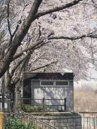 Seoul's Cherry Blossoms: A Love Letter to Spring 🌸💖