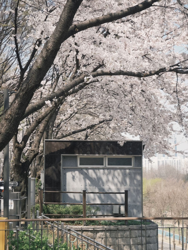 Seoul's Cherry Blossoms: A Love Letter to Spring 🌸💖