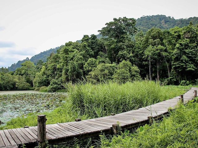 🌿 Thale Ban National Park: A Backpacker’s Guide to Southern Thailand’s Emerald Secret! 