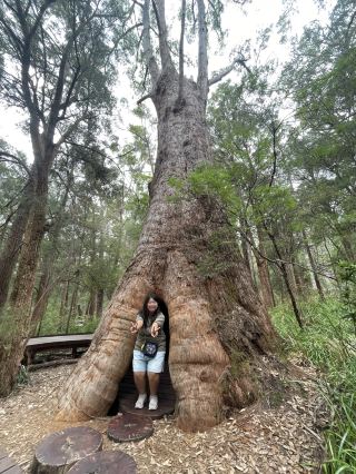 VALLEY OF THE GIANTS TREE TOP WALK