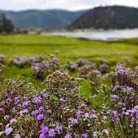 A Blooming Dream: Potatso National Park in Full Flower