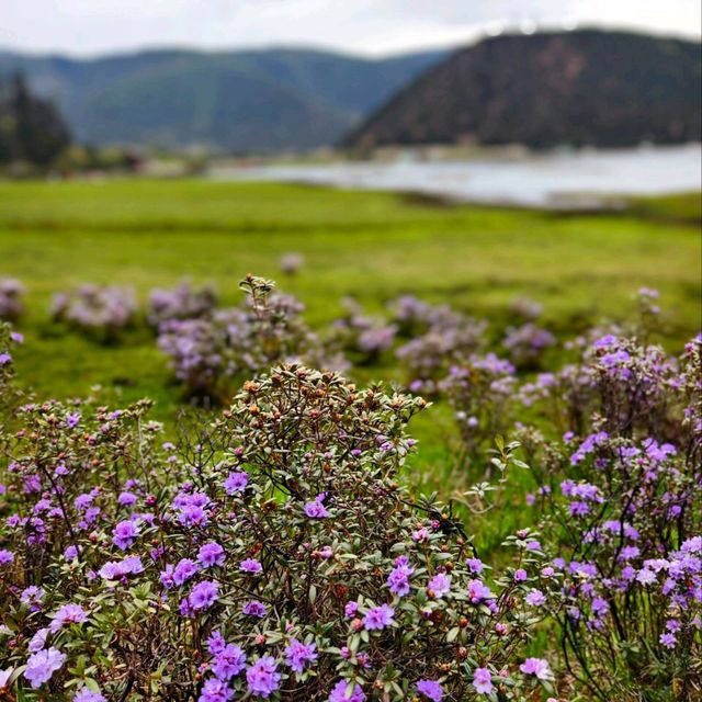 A Blooming Dream: Potatso National Park in Full Flower