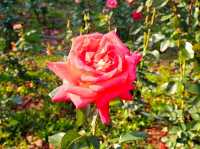 The Rose Garden at Ilsan Flower Festival