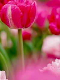 Title: Keukenhof – The Garden of Europe in Full Bloom