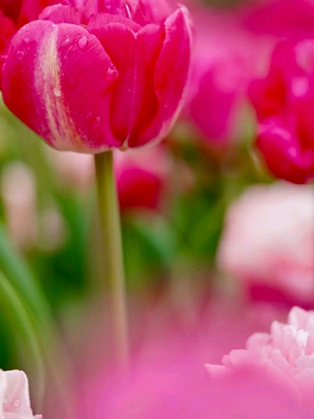 Title: Keukenhof – The Garden of Europe in Full Bloom