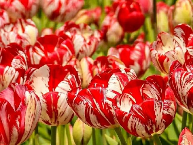 Title: Hortus Bulborum, Limmen – A Living Museum of Spring Bulbs