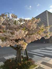 Sakura season at Hakodate 