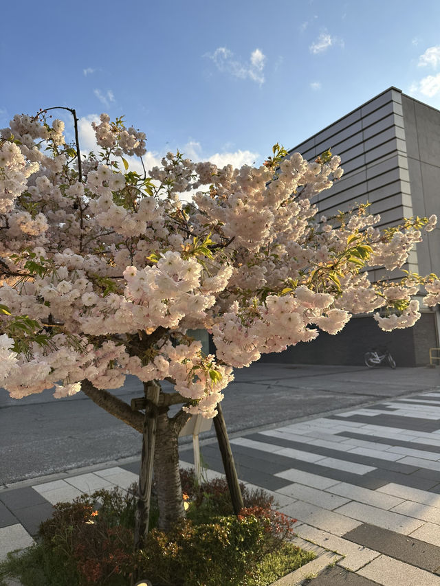 Sakura season at Hakodate 