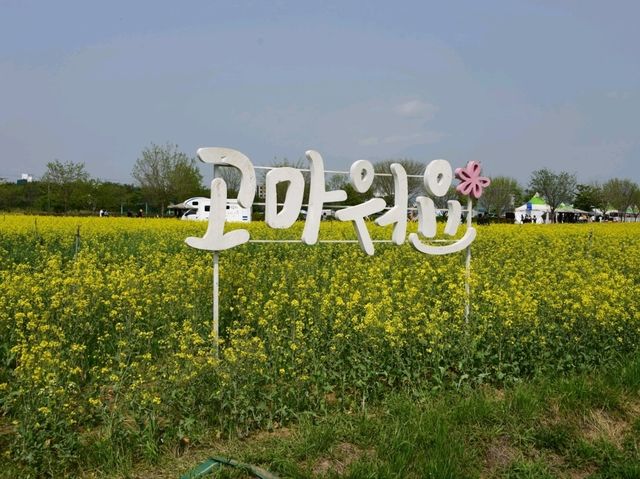 노란 물결 속 봄의 향연