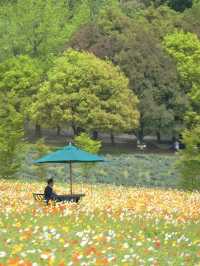 春風に揺れるポピー畑に酔いしれる🌺🌼※観光攻略情報付き