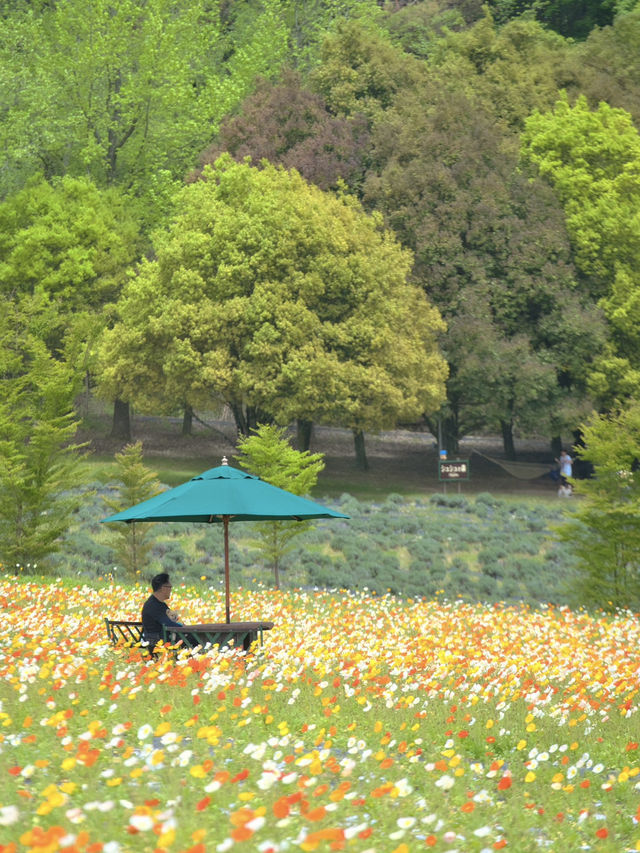 春風に揺れるポピー畑に酔いしれる🌺🌼※観光攻略情報付き