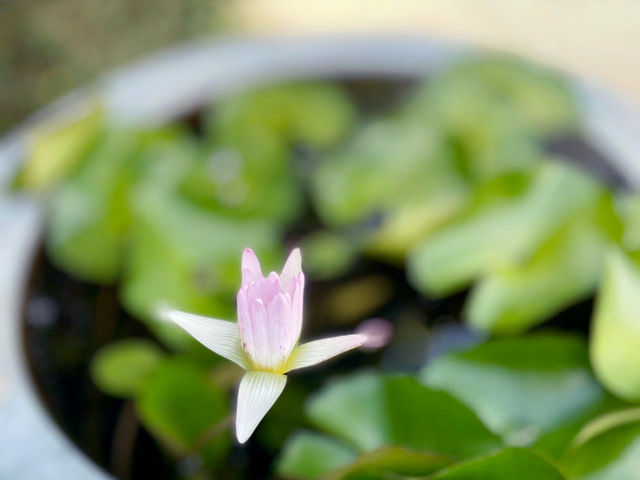 埔里元首館-去日月潭或清境之前的童趣休息站