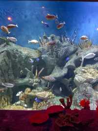 Sea Shell Aquarium Phu Quoc