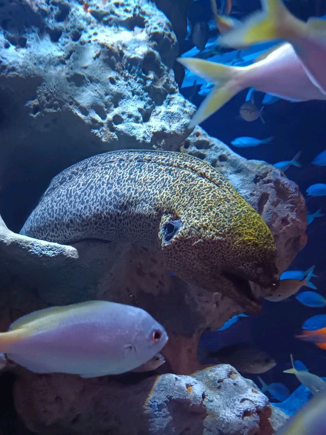 Sea Shell Aquarium Phu Quoc