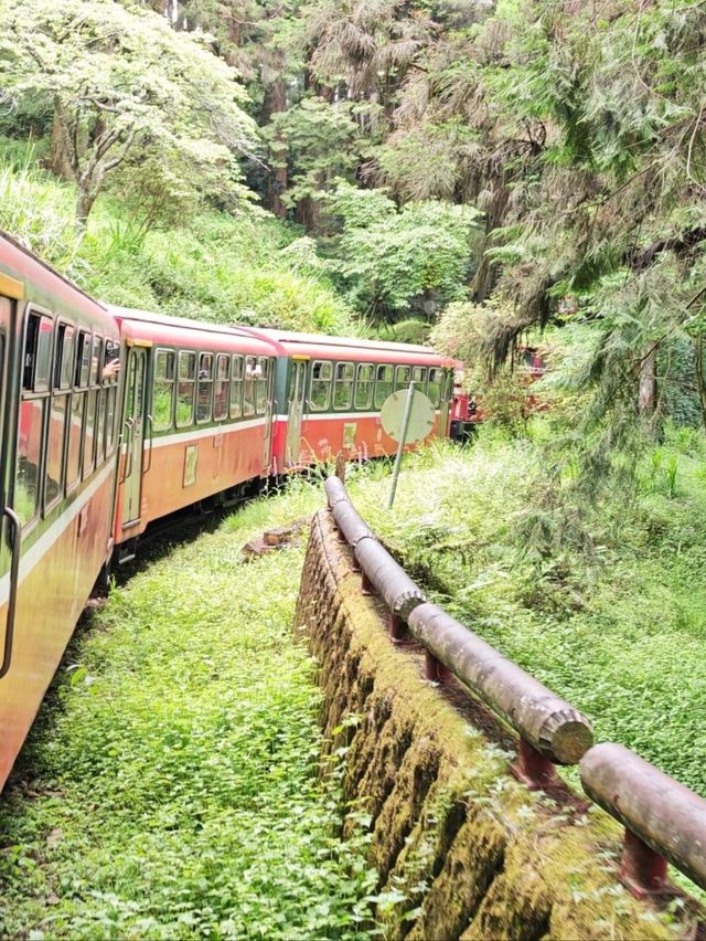 🚂 All Aboard the Red Train: Discovering Alishan Forest's Timeless Charm 🌲🍂