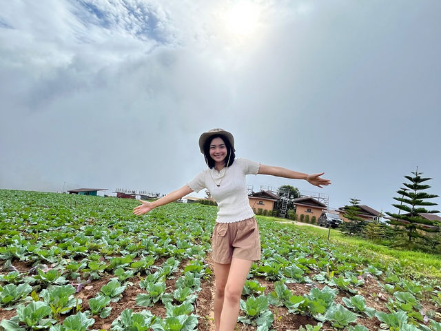 🌿🌾ที่พักภูทับเบิก คืนละ1,000 วิวหลักล้าน