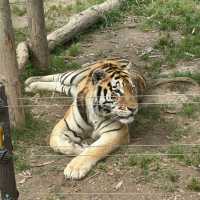 【中国/上海/上海野生動物園】希少な野生動物を見に行こう！