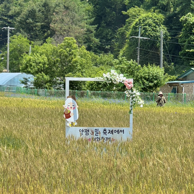 서울근교 양평 황금빛 밀밭 산책