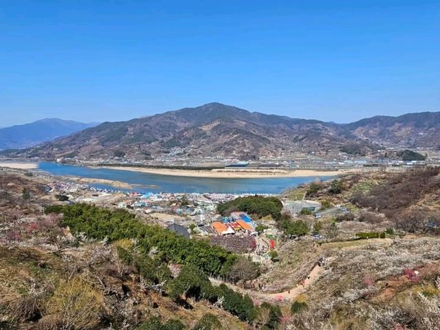 Blossoms, Bites & Chill Vibes at Gwangyang Maehwa Village
