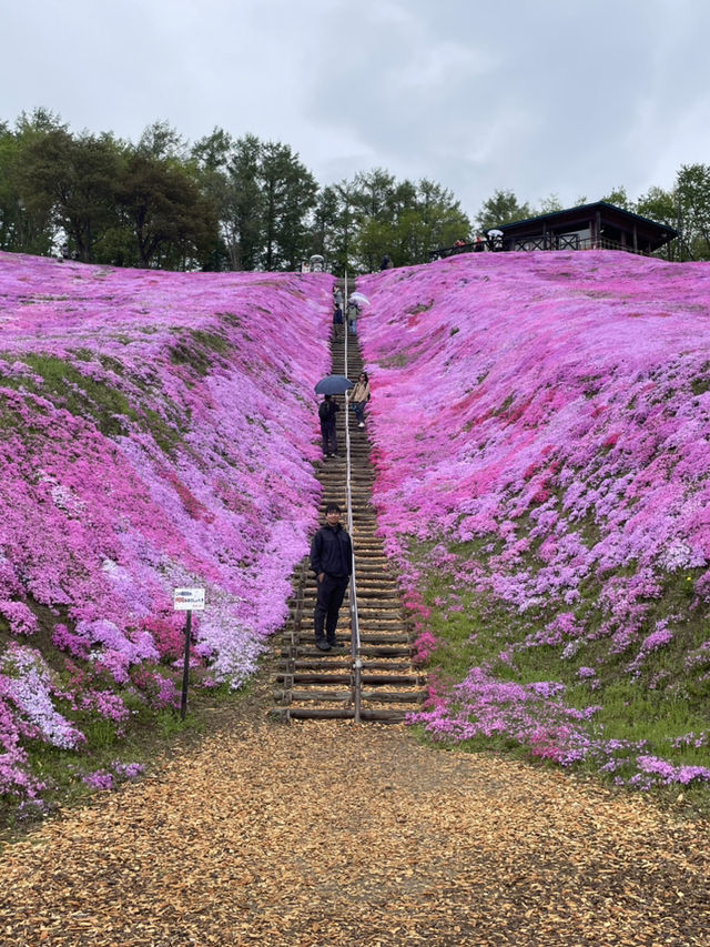 與芝櫻來場浪漫的約會吧