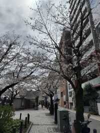 東京城市散步提案｜從淺草老街走到秋葉原的貓之午後