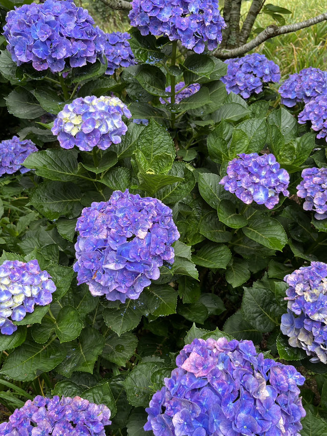 🌺【台東隱藏版花海】民宿老闆私推！5-6月限定「青山農場」繡球花仙境💐