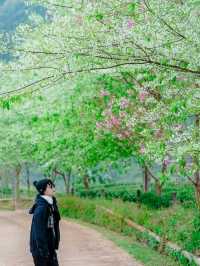 ไร่ชา2000 