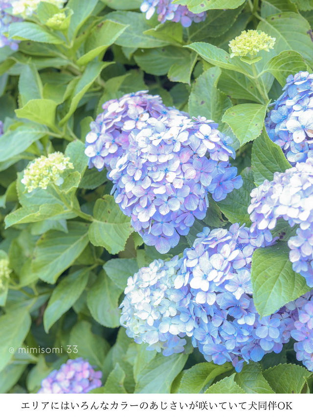 【江東区あじさいスポット】話題沸騰中！紫陽花とスカイツリーを撮れる新名所！