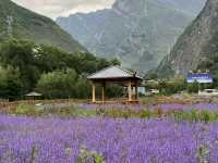   💜 Lavender Fields + Ancient Qiang Vibes at Yangliu Village
